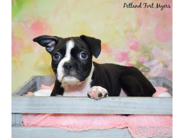 Boston Terrier DOG Male Black & White 20393 Petland Fort Myers, Florida