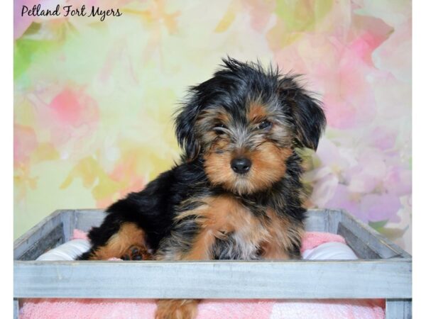 Yorkshire Terrier DOG Male Black Tan 20392 Petland Fort Myers, Florida