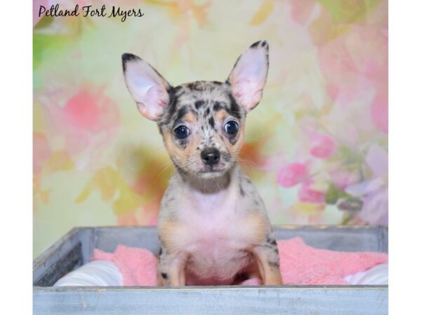 Chihuahua DOG Female Blue Merle 20389 Petland Fort Myers, Florida