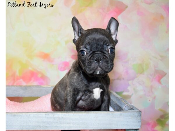 French Bulldog DOG Male Brindle 20388 Petland Fort Myers, Florida