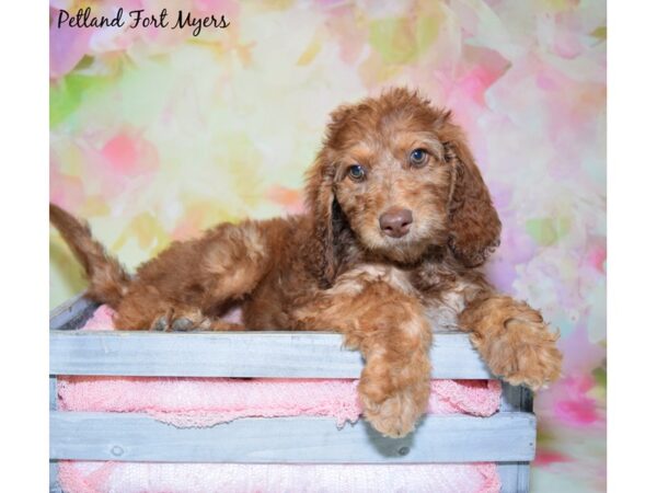 2nd Generation Standard Goldendoodle DOG Female Grizzle 20383 Petland Fort Myers, Florida