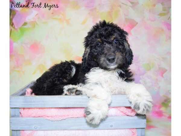 2nd Generation Standard Goldendoodle DOG Female Black & White 20382 Petland Fort Myers, Florida