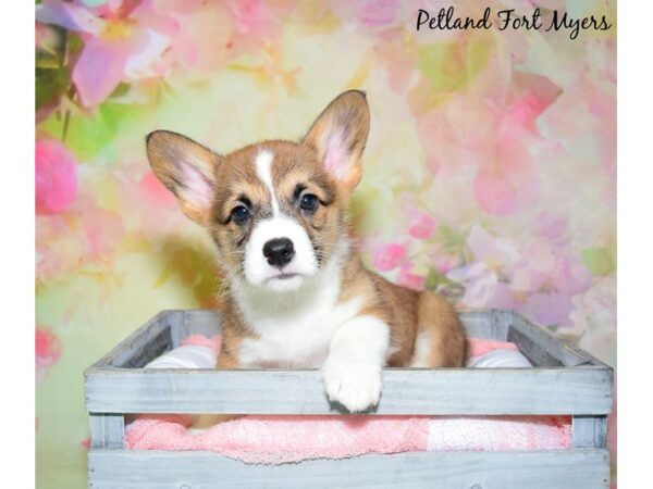 Pembroke Welsh Corgi DOG Male Red & White 20380 Petland Fort Myers, Florida