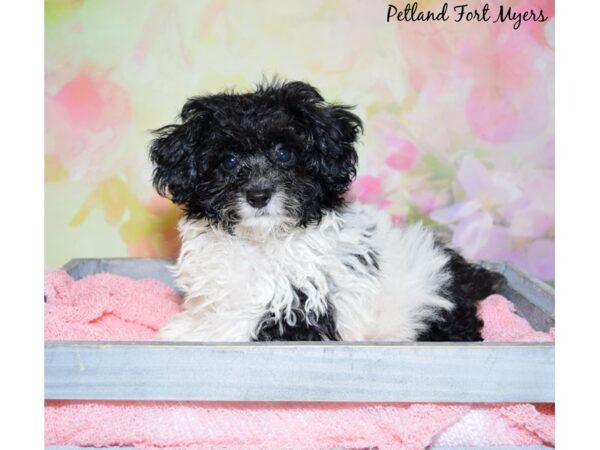 Toy Poodle DOG Male Black/White & Parti 20377 Petland Fort Myers, Florida