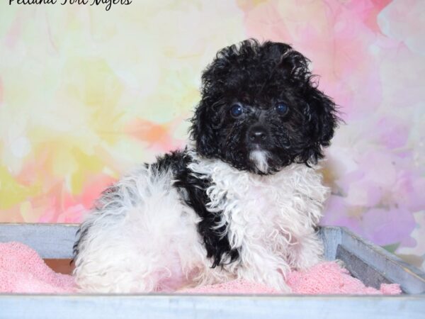 Toy Poodle DOG Male Black/White & Parti 20376 Petland Fort Myers, Florida