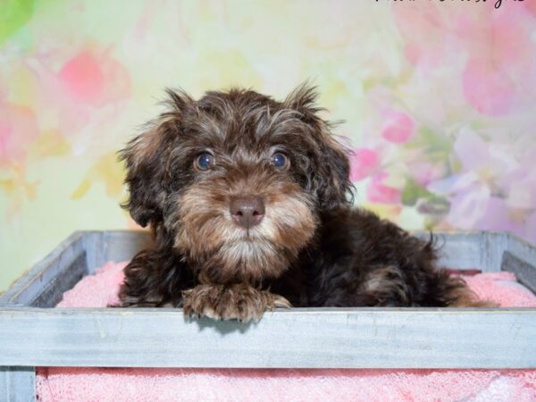 Poodle/Miniature Schnauzer DOG Female Chocolate & Tan 20375 Petland Fort Myers, Florida