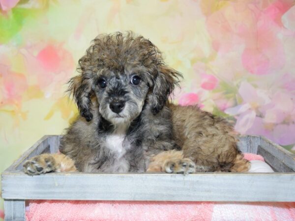 Poodle DOG Female Cafe 20346 Petland Fort Myers, Florida