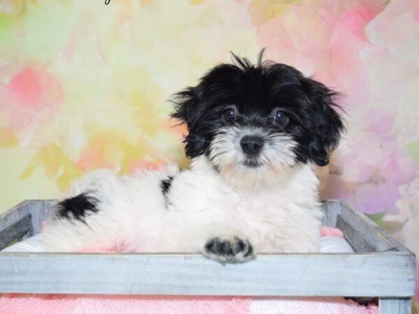 Havanese DOG Female Black & White 20340 Petland Fort Myers, Florida