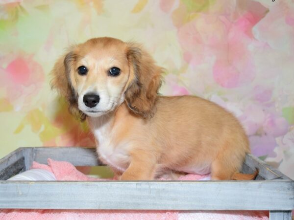 Dachshund DOG Female Red 20309 Petland Fort Myers, Florida