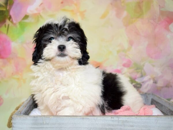 Shih Tzu/Bichon Frise-DOG-Female-White & Black-20374-Petland Fort Myers, Florida