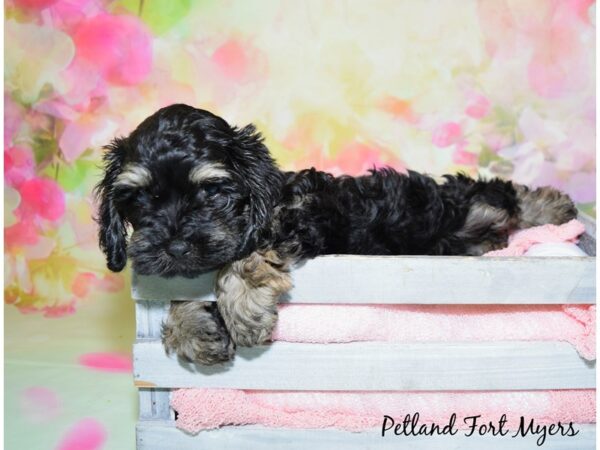 Cocker Spaniel DOG Female Black & Tan 20400 Petland Fort Myers, Florida