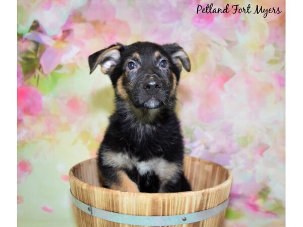 German Shepherd DOG Male Black & Tan 20399 Petland Fort Myers, Florida