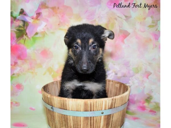 German Shepherd DOG Male Black & Tan 20398 Petland Fort Myers, Florida