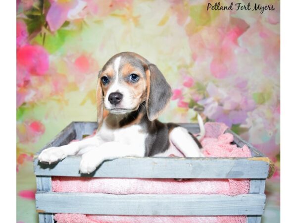 Beagle DOG Female Blue Tri 20396 Petland Fort Myers, Florida