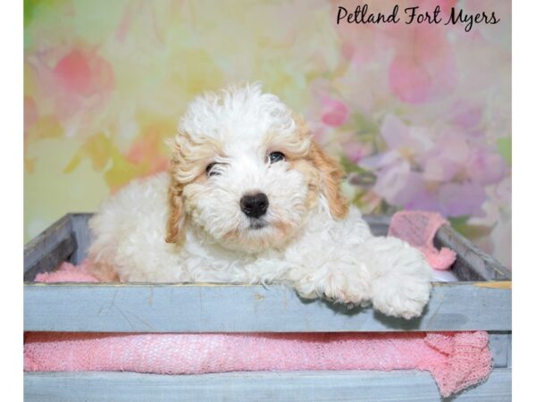 Bichon Frise/Poodle DOG Female White & Apricot 20395 Petland Fort Myers, Florida