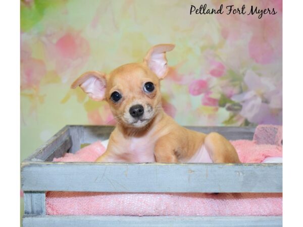 Chihuahua DOG Male Red Merle 20394 Petland Fort Myers, Florida