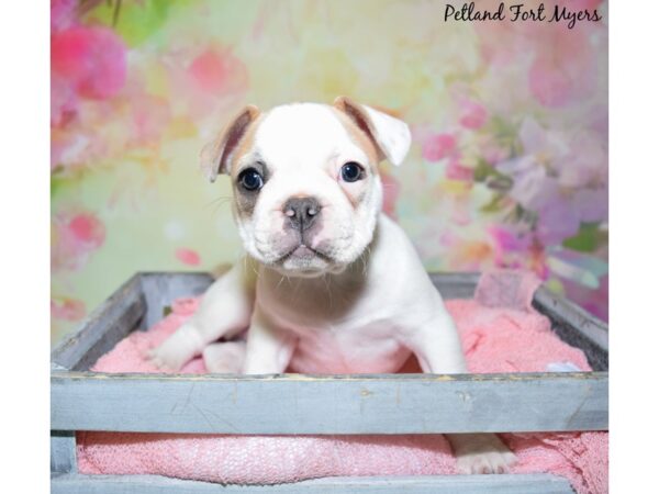 French Bulldog DOG Female Blue Fawn Piebald 20414 Petland Fort Myers, Florida