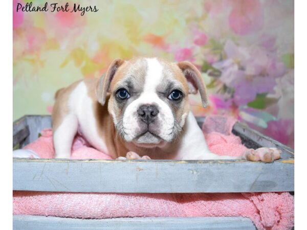 French Bulldog DOG Male Blue Fawn/White 20413 Petland Fort Myers, Florida