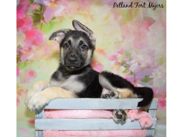 German Shepherd DOG Male Black & Tan 20412 Petland Fort Myers, Florida