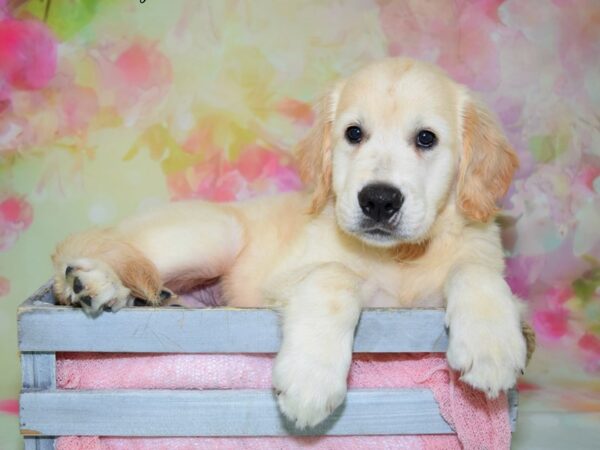 Golden Retriever DOG Male Light Golden 20408 Petland Fort Myers, Florida