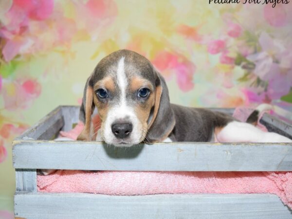 Beagle DOG Male Blue Tri 20407 Petland Fort Myers, Florida