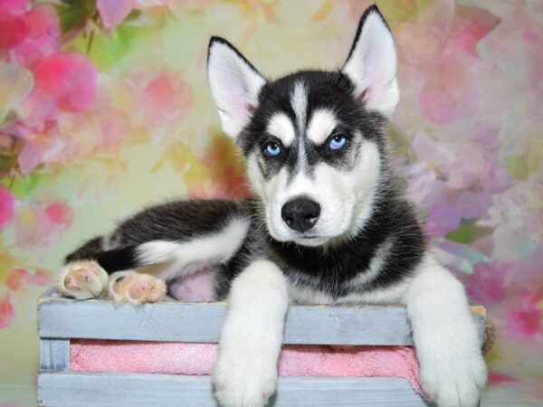 Siberian Husky DOG Male Black & White 20404 Petland Fort Myers, Florida