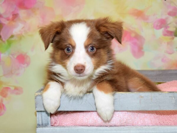 Miniature Australian Shepherd DOG Male Chocolate Tri 20402 Petland Fort Myers, Florida