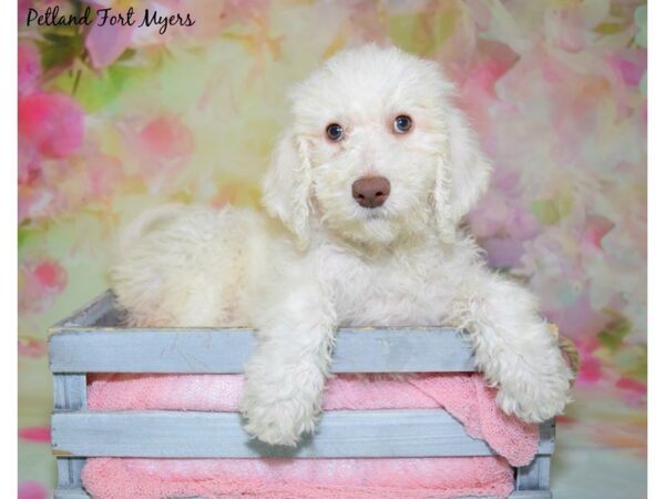 2nd Generation Standard Goldendoodle DOG Female White 20416 Petland Fort Myers, Florida