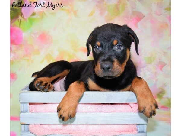 Rottweiler DOG Male Black & Tan 20429 Petland Fort Myers, Florida