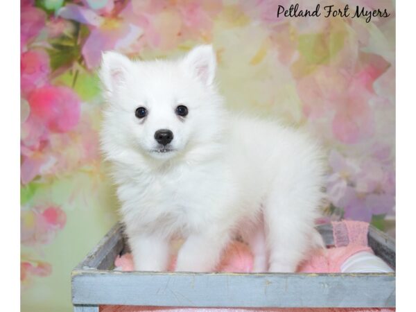 American Eskimo DOG Female White 20425 Petland Fort Myers, Florida