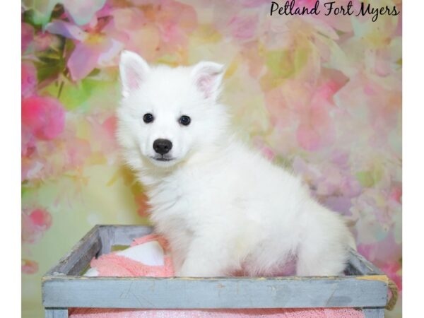 American Eskimo DOG Male White 20424 Petland Fort Myers, Florida