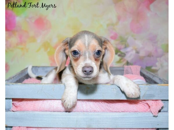 Beagle DOG Female Blue Tri 20423 Petland Fort Myers, Florida