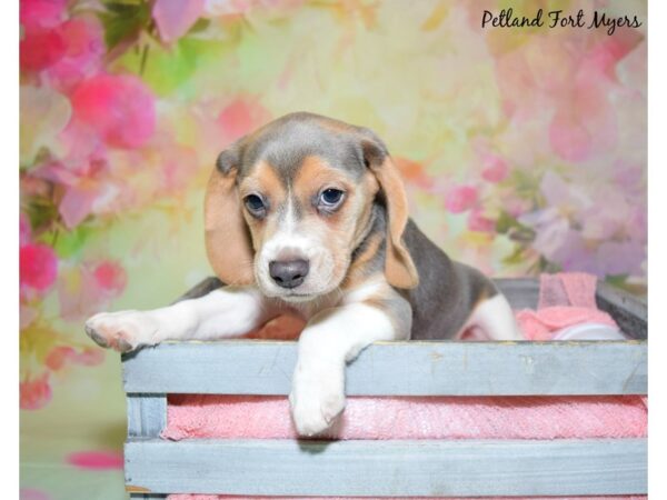 Beagle DOG Male Blue Tri 20422 Petland Fort Myers, Florida