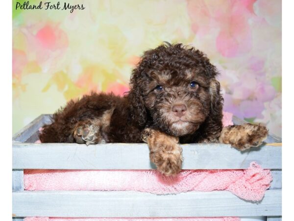 Cocker Spaniel/Poodle-DOG-Female-Chocolate-20421-Petland Fort Myers, Florida