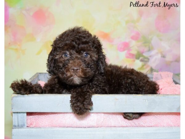 Cocker Spaniel/Poodle DOG Female Chocolate 20420 Petland Fort Myers, Florida