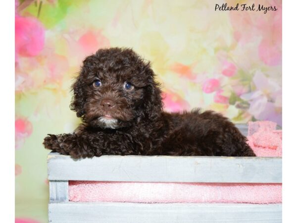 Cocker Spaniel/Poodle DOG Male Chocolate 20419 Petland Fort Myers, Florida