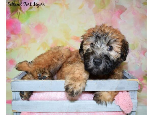 Soft Coated Wheaten Terrier DOG Female Wheaten 20417 Petland Fort Myers, Florida