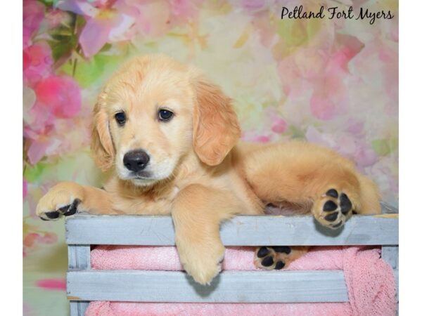 Golden Retriever DOG Female Golden 20445 Petland Fort Myers, Florida