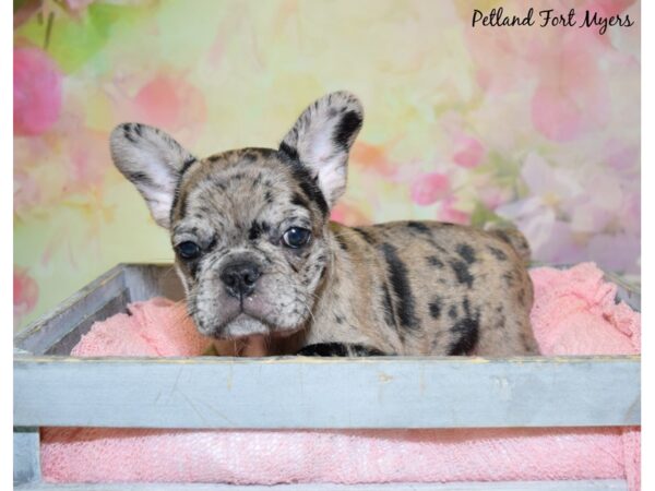 French Bulldog DOG Female Merle 20443 Petland Fort Myers, Florida