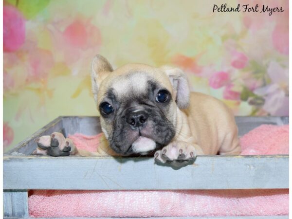 French Bulldog DOG Male Cream, Black Mask 20440 Petland Fort Myers, Florida