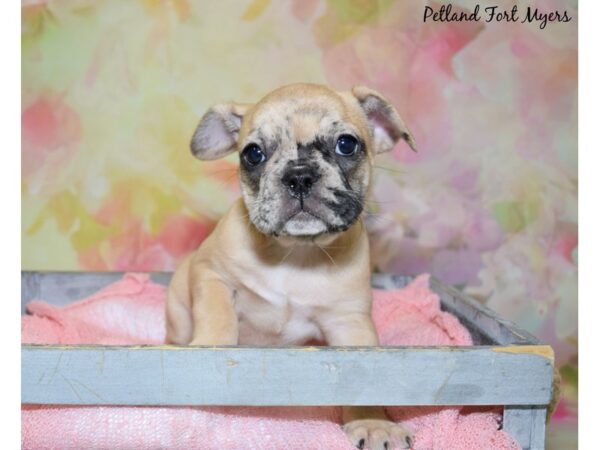 French Bulldog DOG Female Fawn & Merle 20439 Petland Fort Myers, Florida