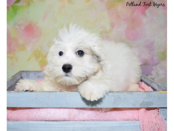 Havanese DOG Male White 20437 Petland Fort Myers, Florida