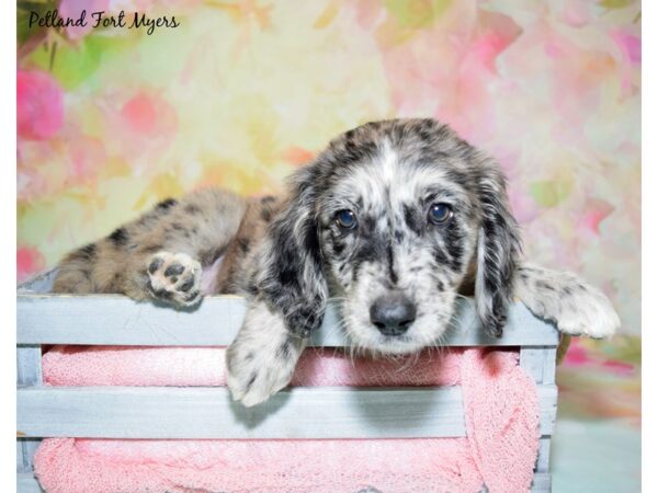 2nd Generation Standard Goldendoodle-DOG-Female-Merle-20436-Petland Fort Myers, Florida