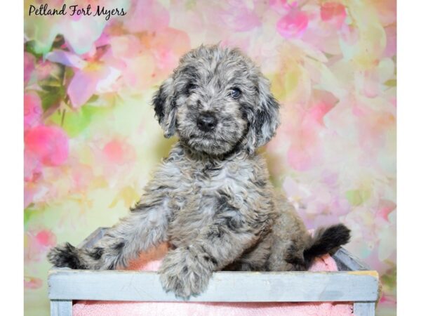 2nd Generation Standard Goldendoodle DOG Female Merle 20435 Petland Fort Myers, Florida