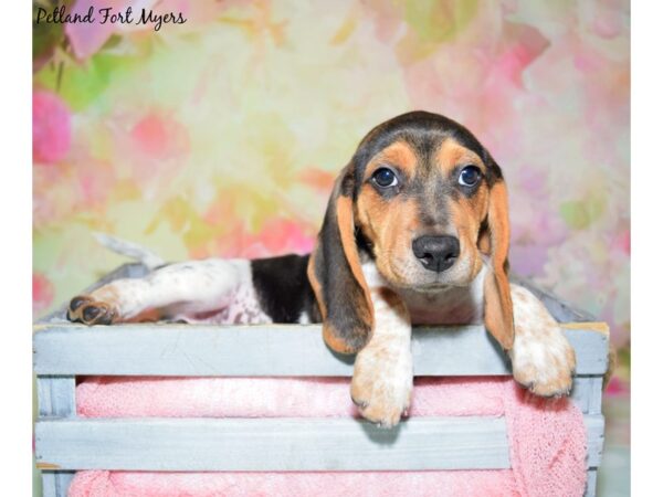 Beagle DOG Male Tri 20433 Petland Fort Myers, Florida