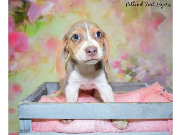 Beagle DOG Female Liver & White 20434 Petland Fort Myers, Florida