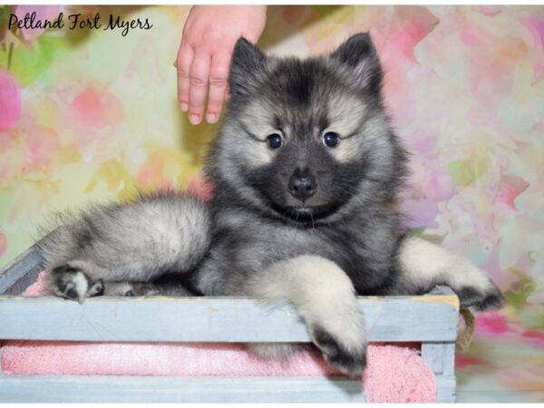 Keeshond DOG Male Black & Silver 20431 Petland Fort Myers, Florida