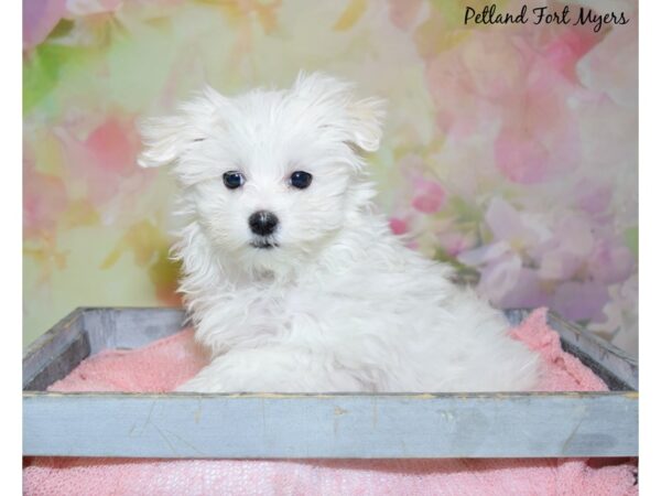 Maltese DOG Female White, Black Points 20430 Petland Fort Myers, Florida