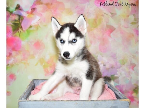 Siberian Husky DOG Male Black & White 20452 Petland Fort Myers, Florida