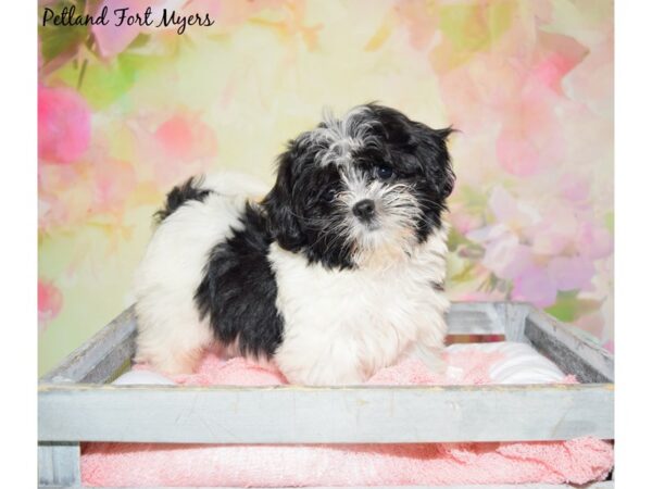 Maltese/Shih Tzu DOG Male White & Black 20457 Petland Fort Myers, Florida